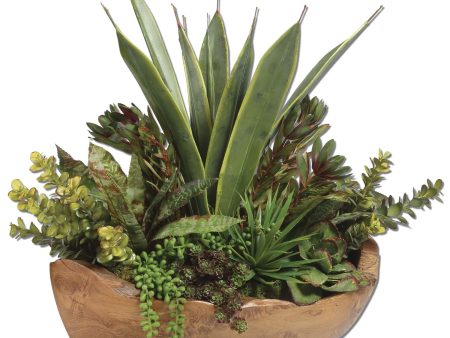 Salar Succulents In Teak Bowl Supply